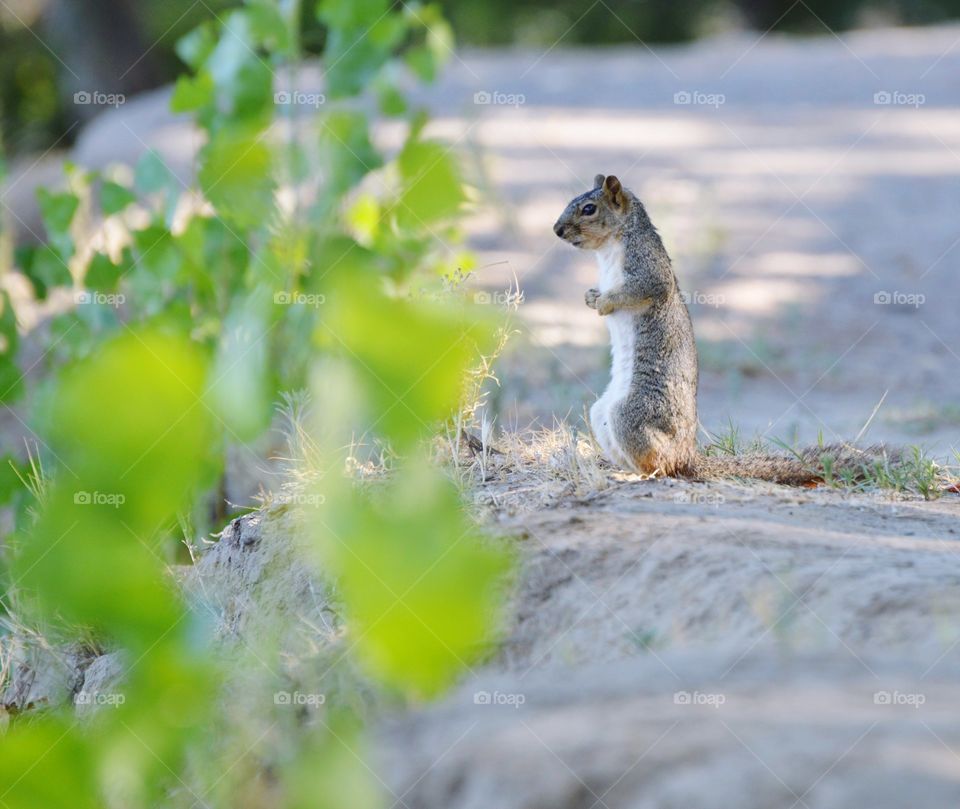 nature squirrel call of the wild