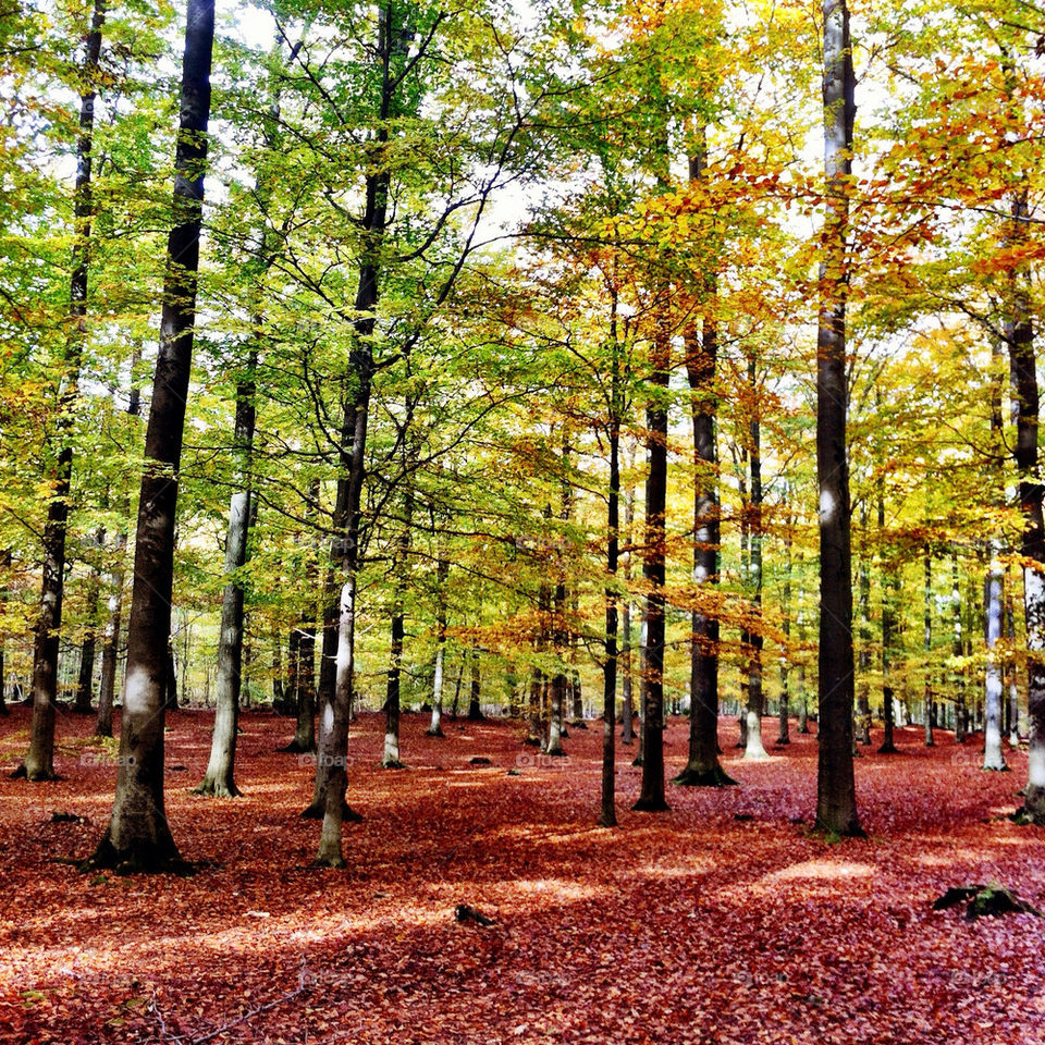 green nature colors trees by linderborg