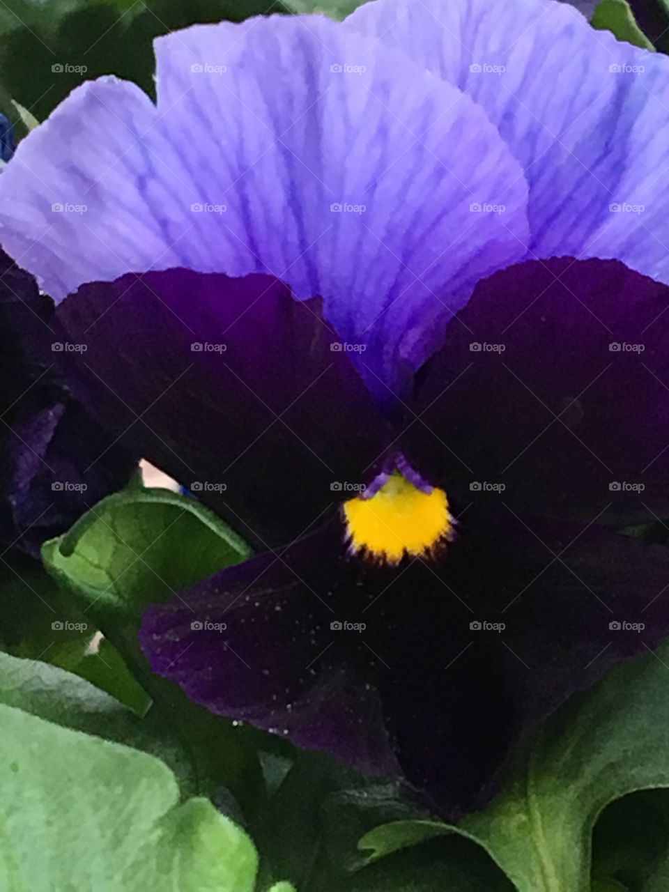 Royal purple pansy 
