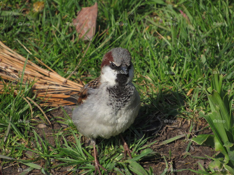 Bird at Niagara Falls State Park