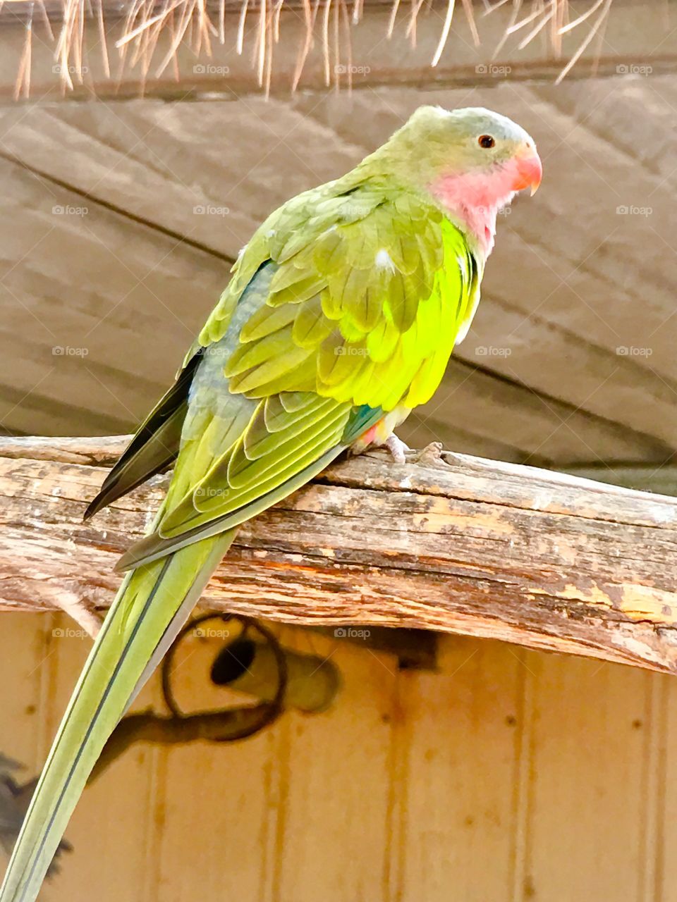 Green ringneck parrot on perch