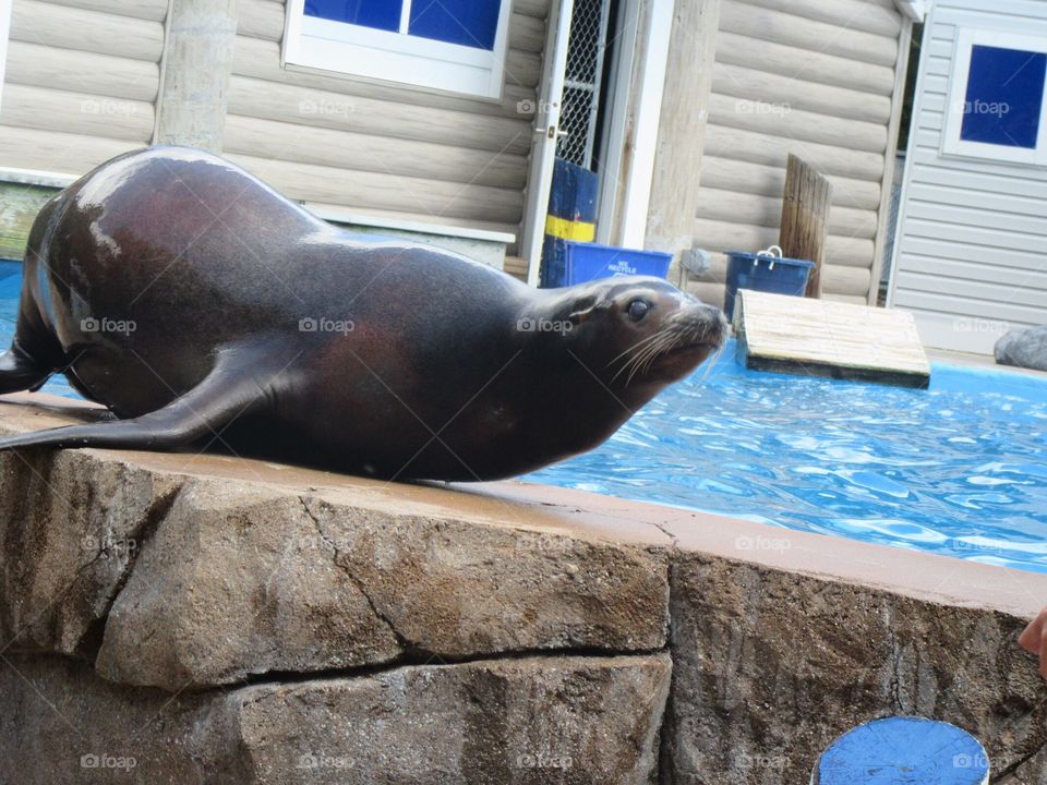 Sonoma doing a crawl.