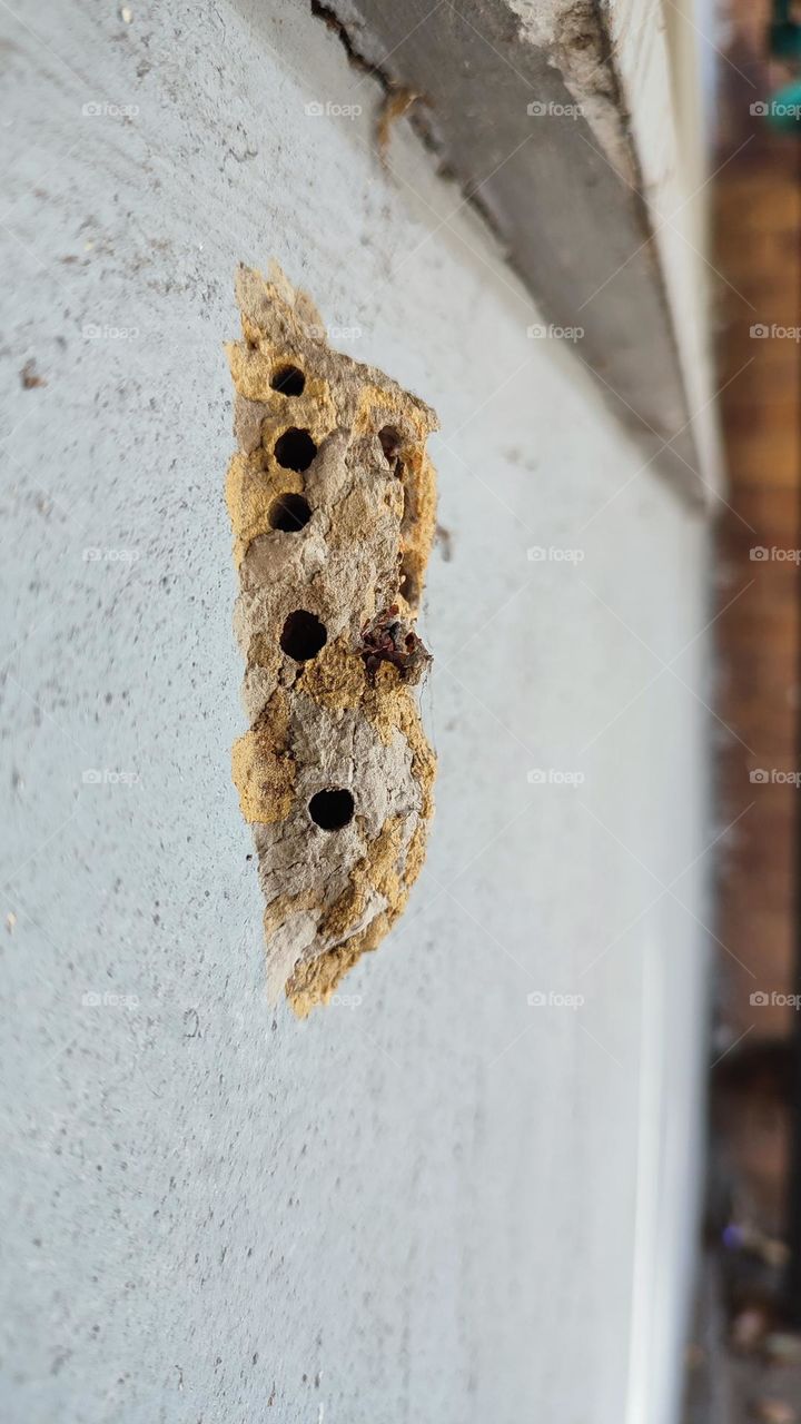 Wasp nest
