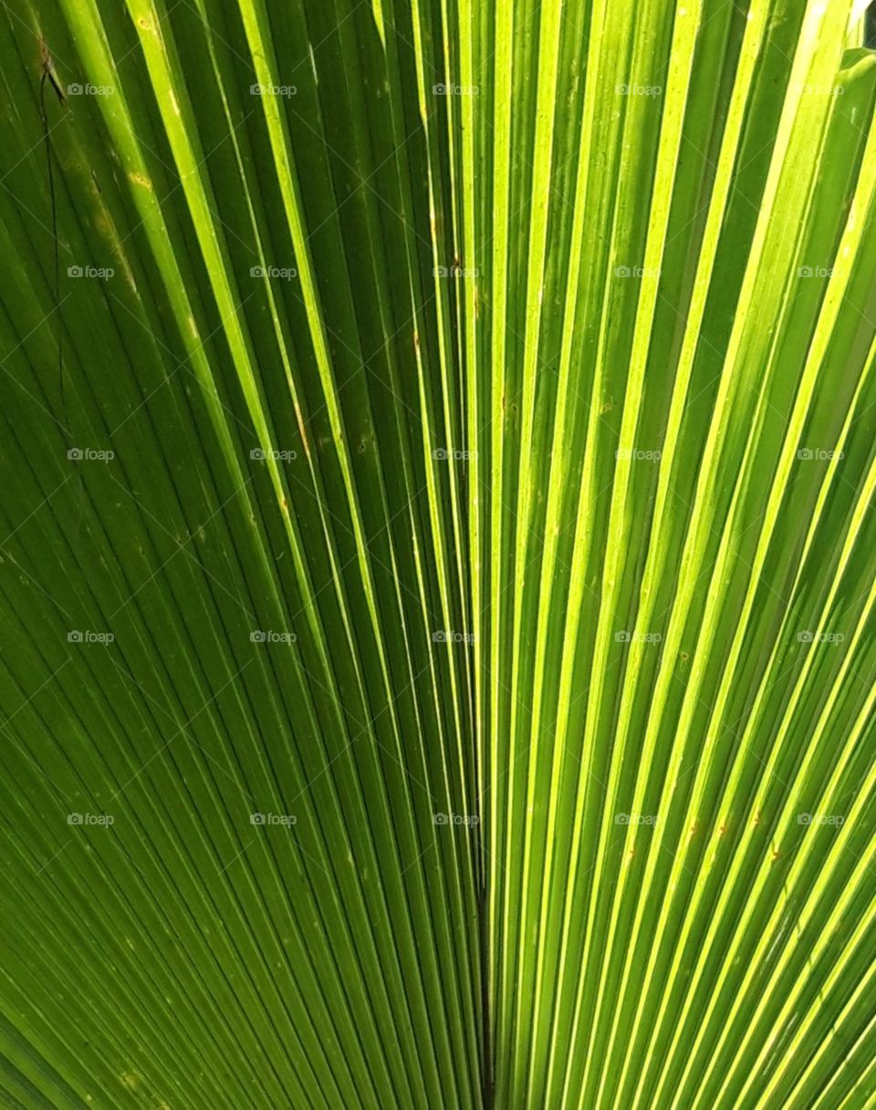 leaf in Leela Goa garden