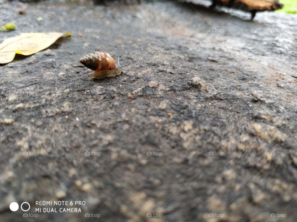 Tiny Snail trying to find its way home