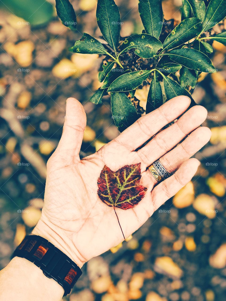 Red Leaf In The Woods, Hand Holding Autumn Leaves, First Signs Of Autumn, Fall Time Leaves Changing Color, Colorful Leaves In The Woods 