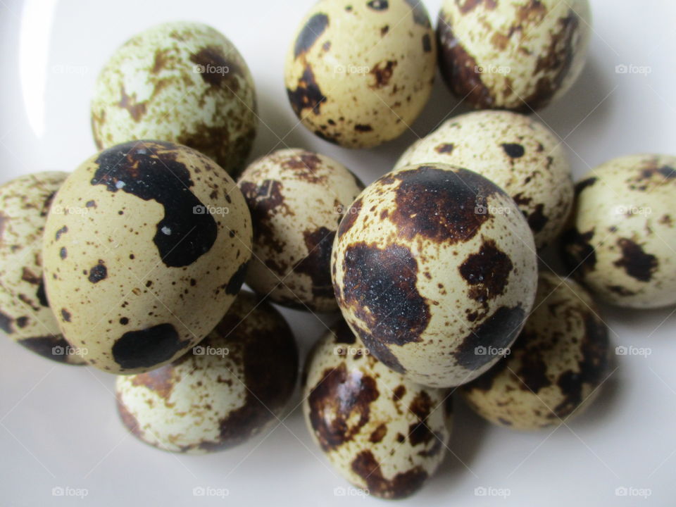 egg of quail