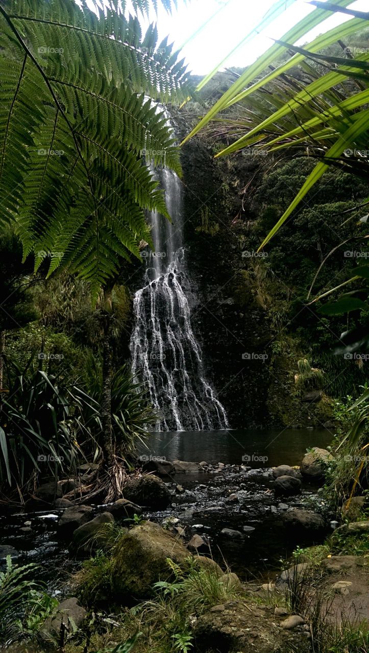 the water is falling in nz. we hiked to rainforrest on the westcoast to see the waterfall