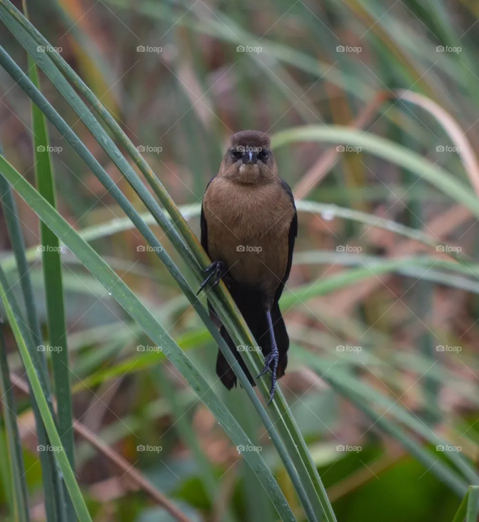 Bird