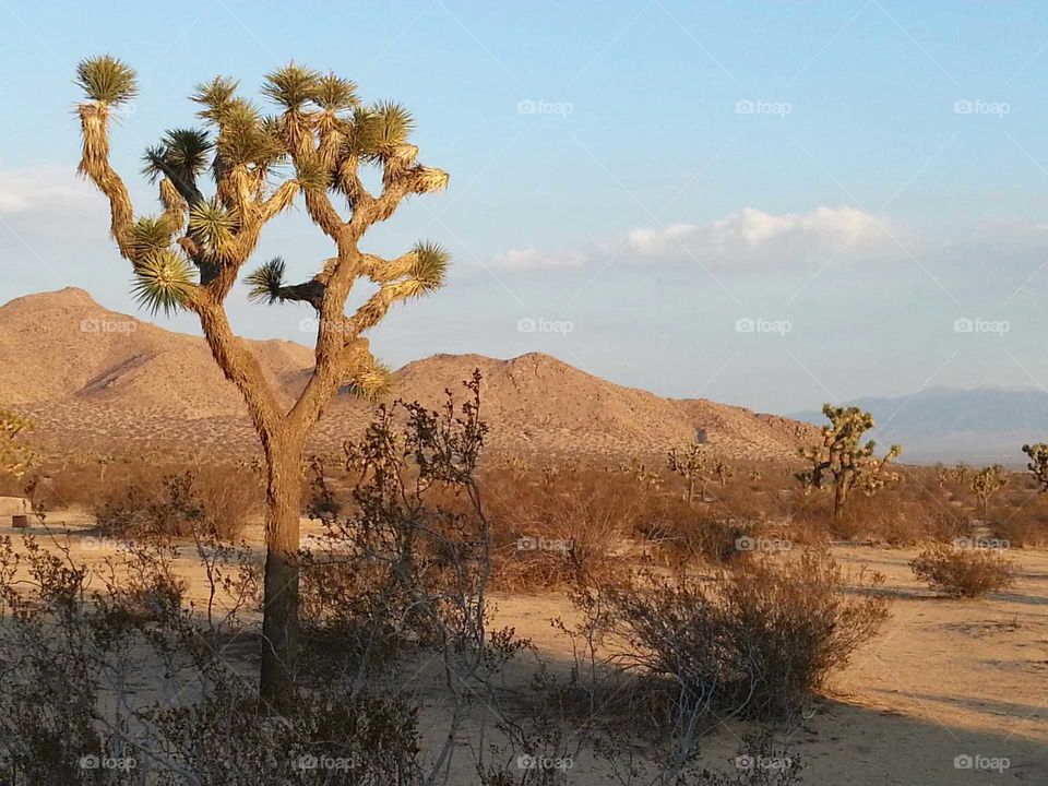 desert