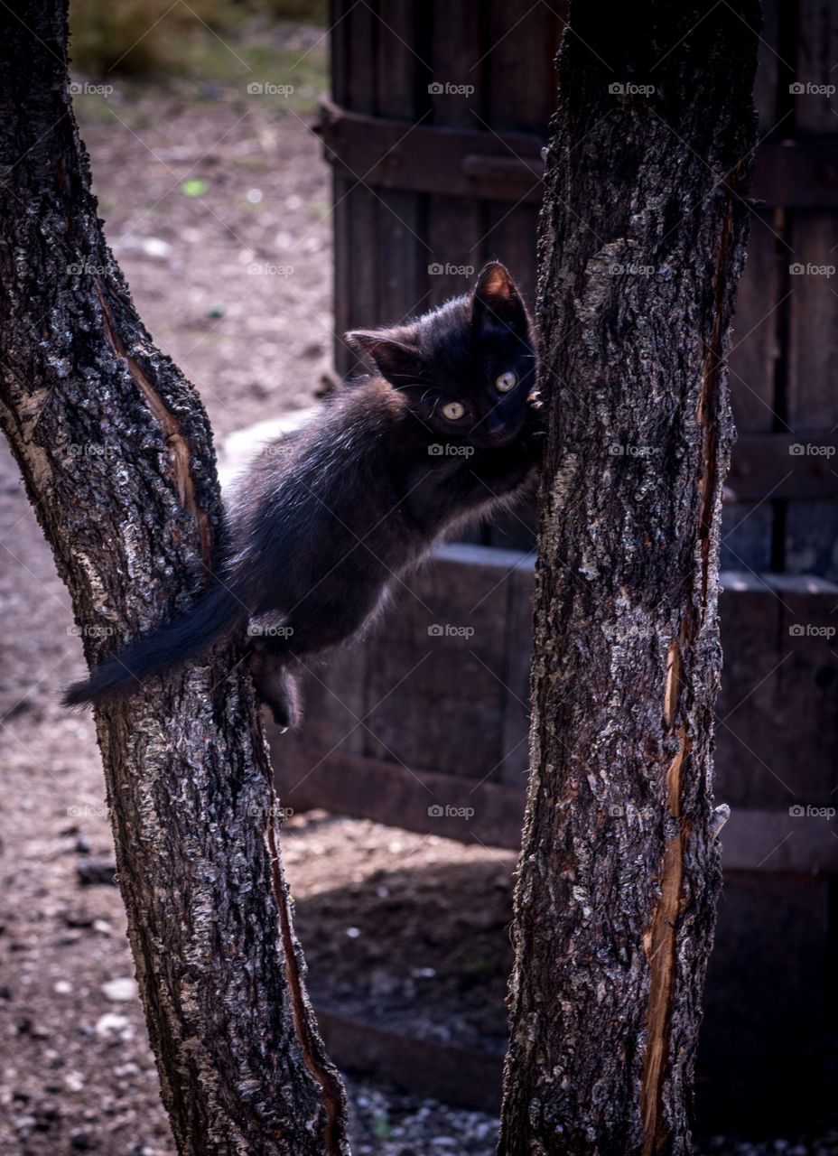 A black kitten climbing a tree. 