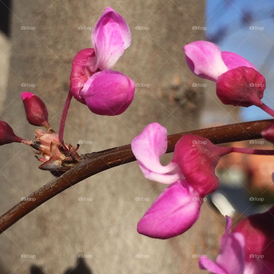 California redbud