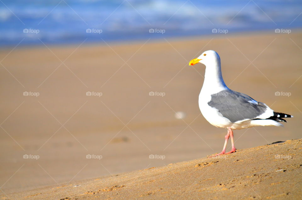 seagull