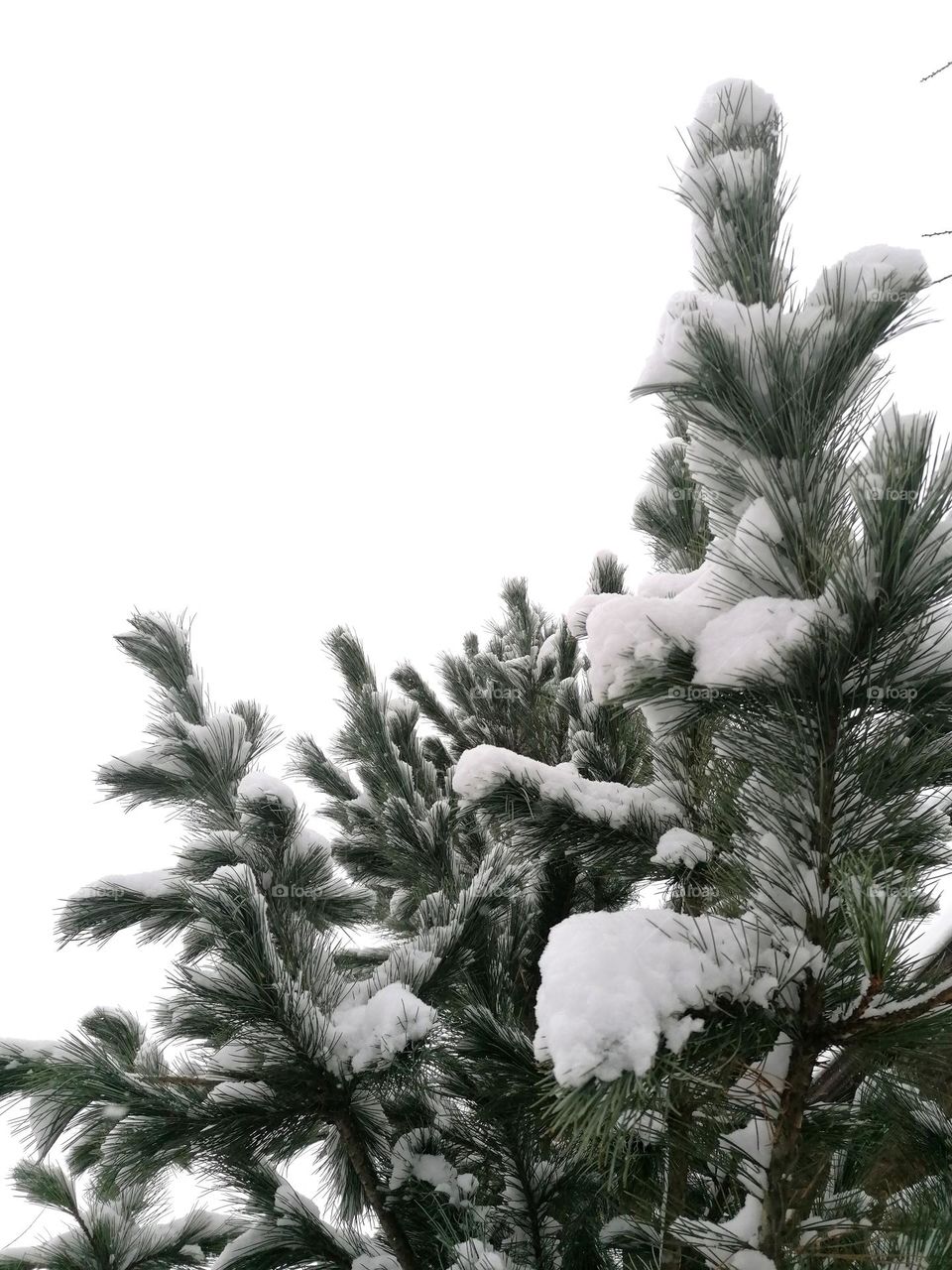 A tree covered in snow