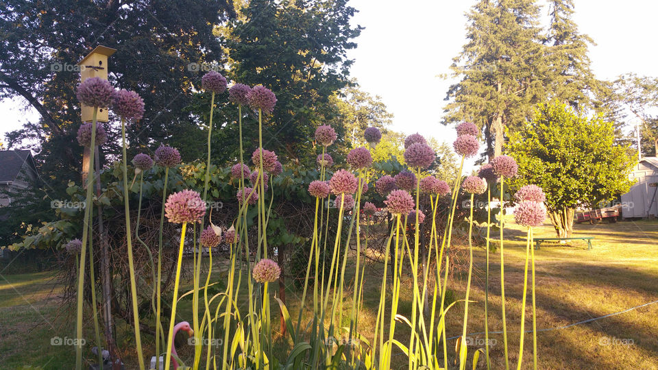Garlic Flower garden 3