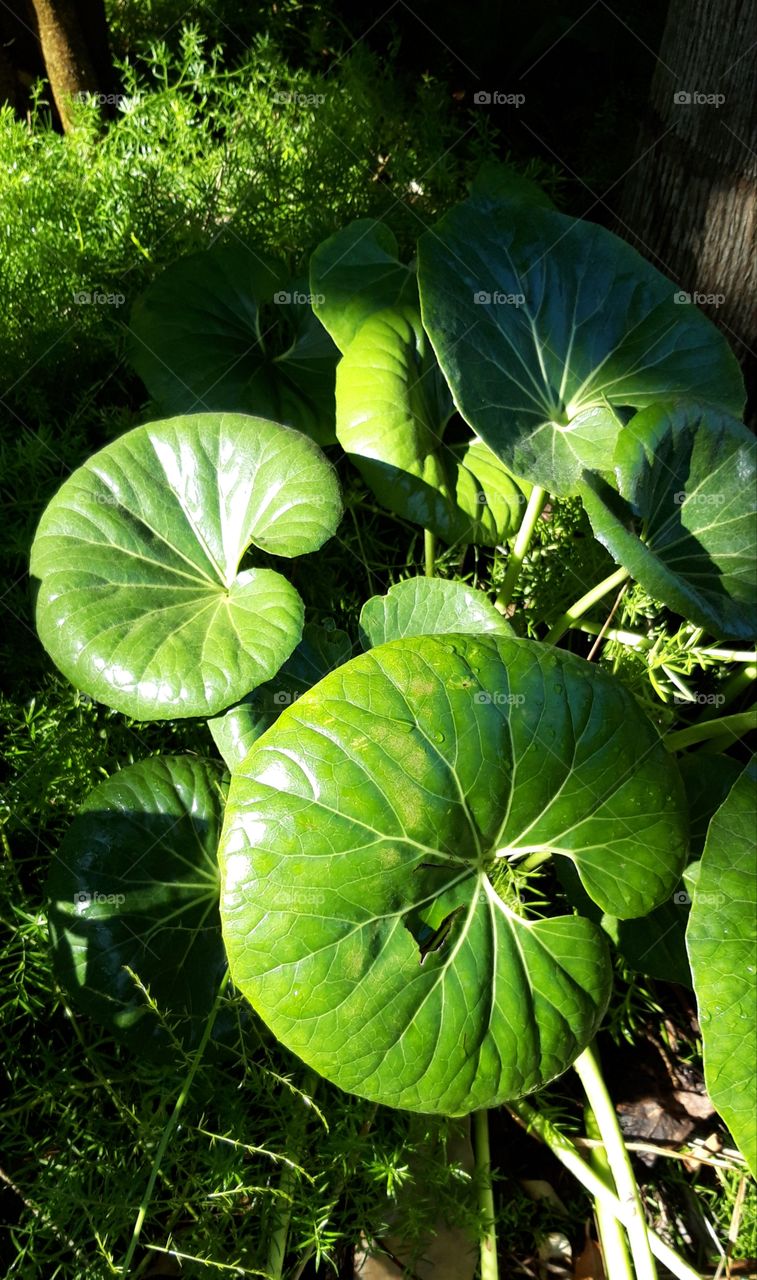 plant in Pestana palace