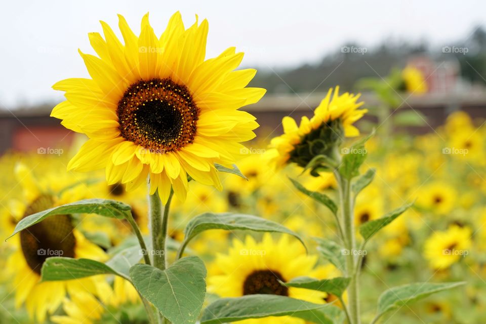 Brilliant Sunflowers 