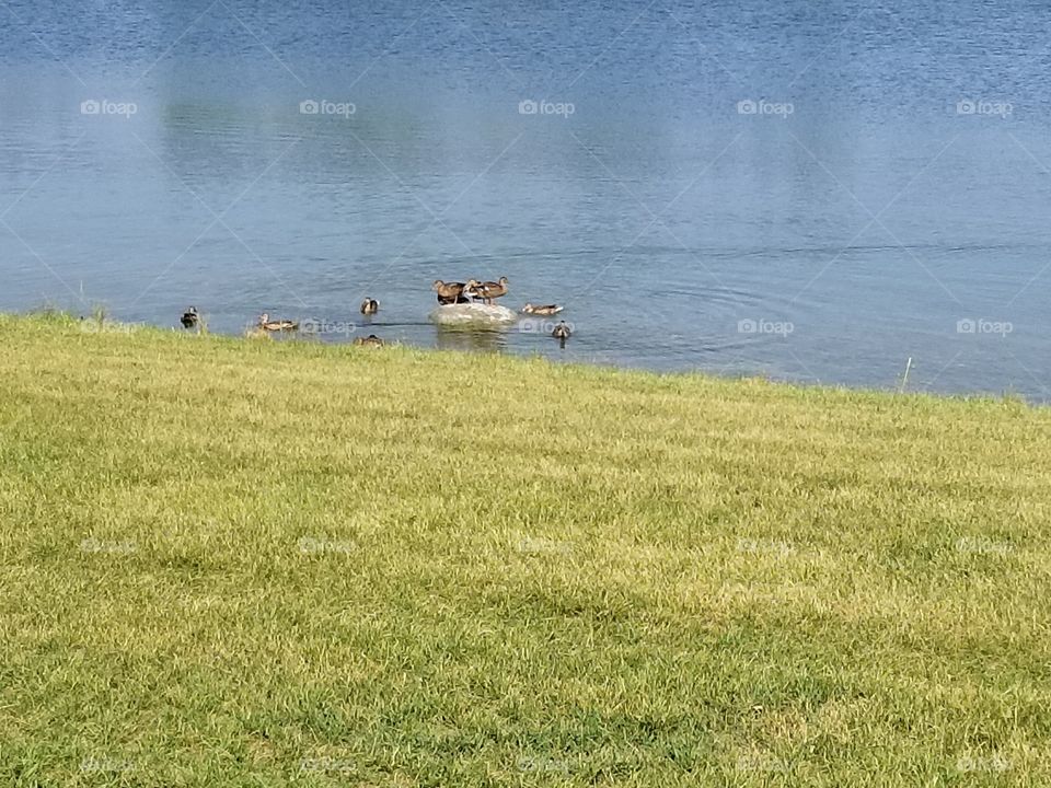 a family of ducklings