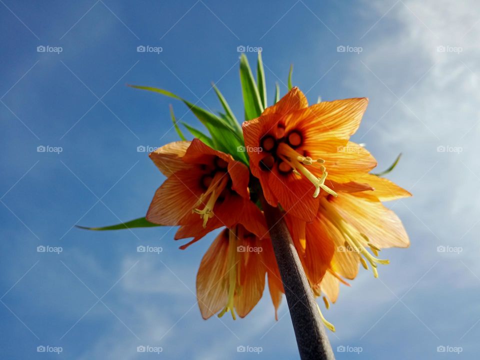 Fritillaria eduardii💮 Really unique🧡💚
