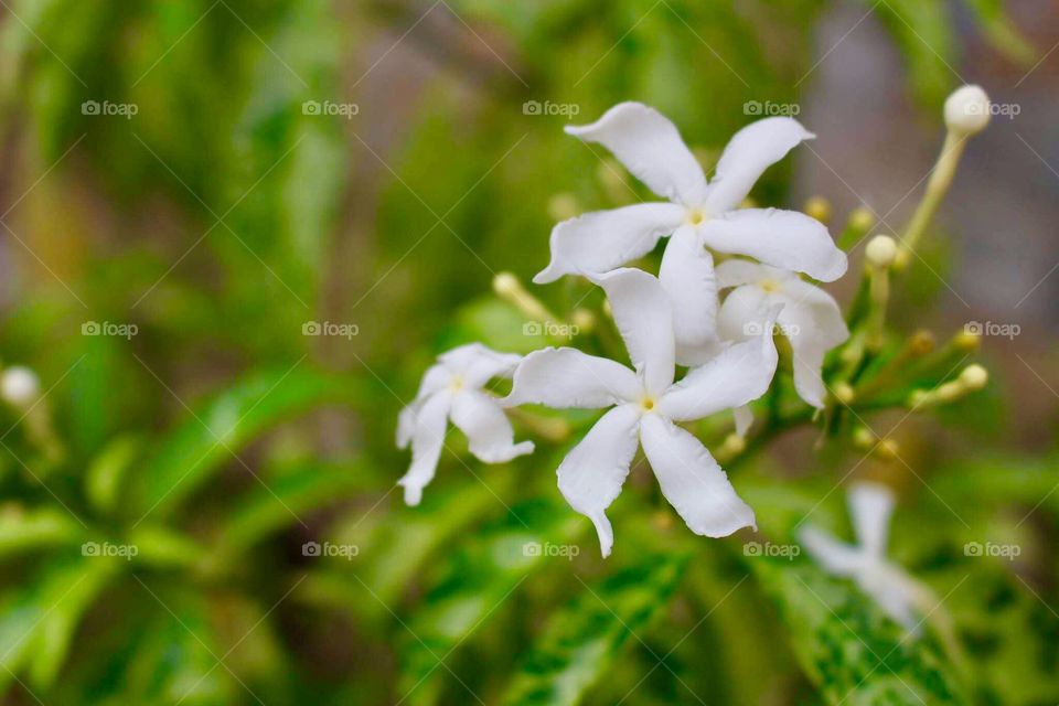 White flower calming day