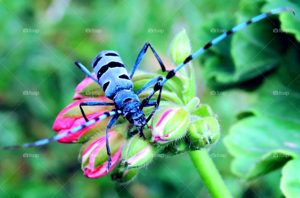 Colorful Beetle, Alpine Longhorn, Threatened species