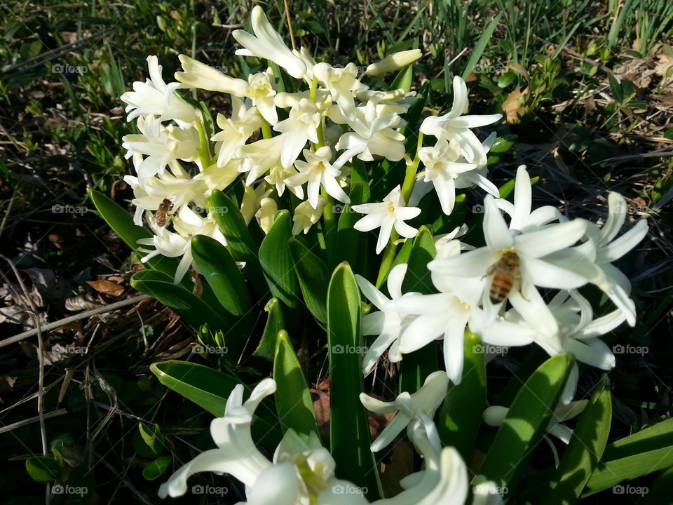 Honey Bees. Two honey bees gathering pollen in early spring.