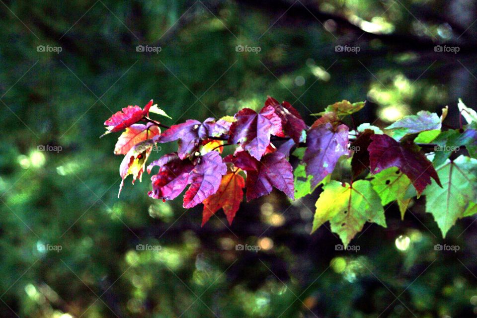 #leaves
