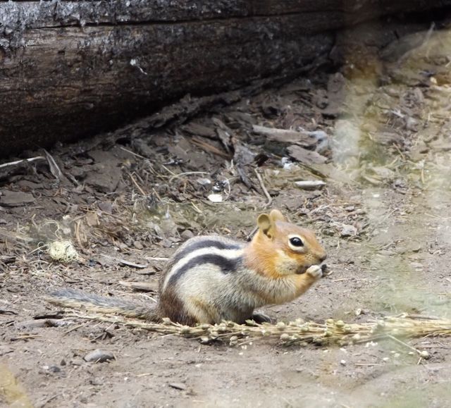 Chipmunk
