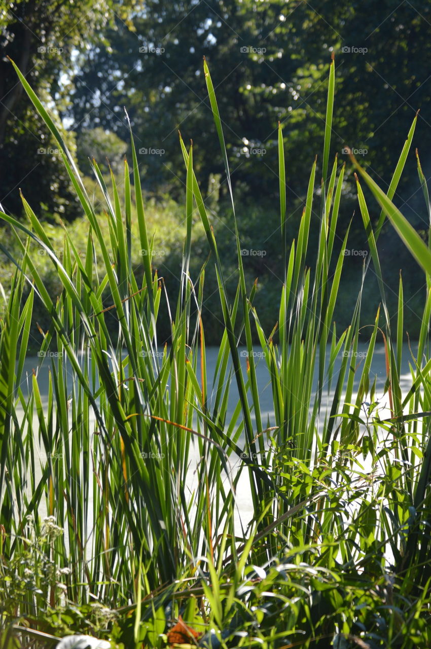 waterland grass sunshine