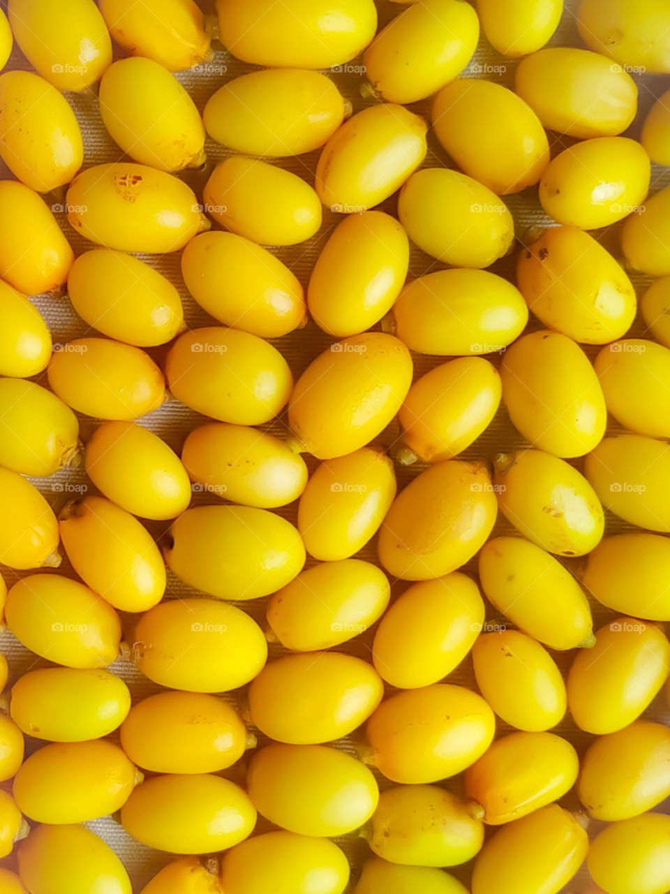 Yellow Neem fruits full screen texture. in Rajasthan India