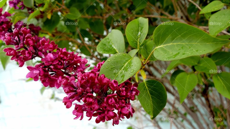 Spring lilacs