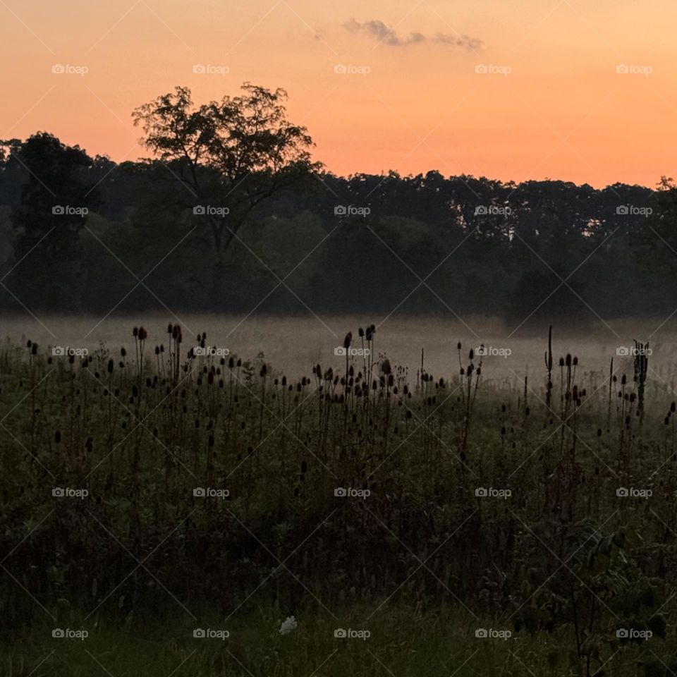 Fog in Gettysburg Park