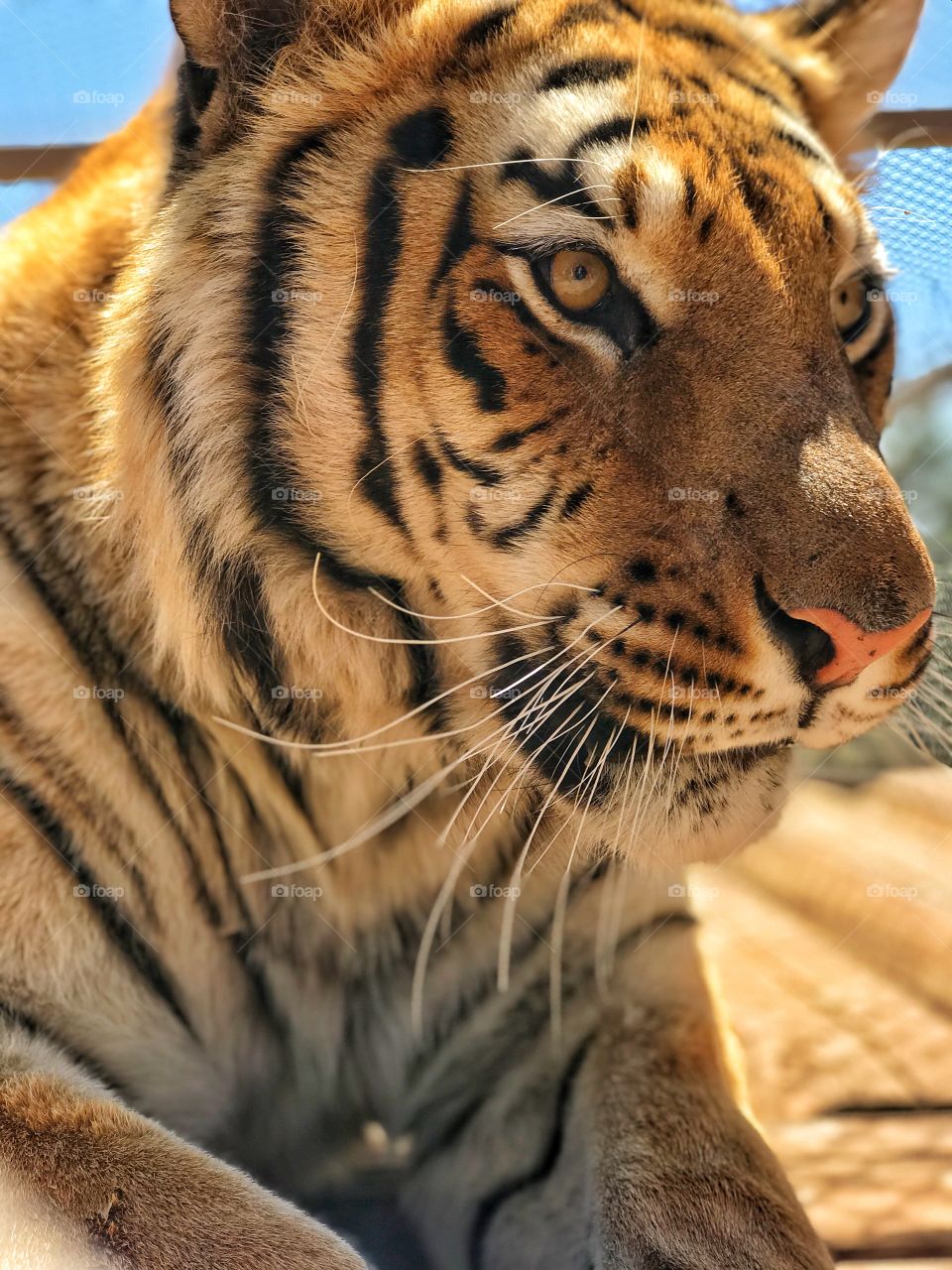 Tiger