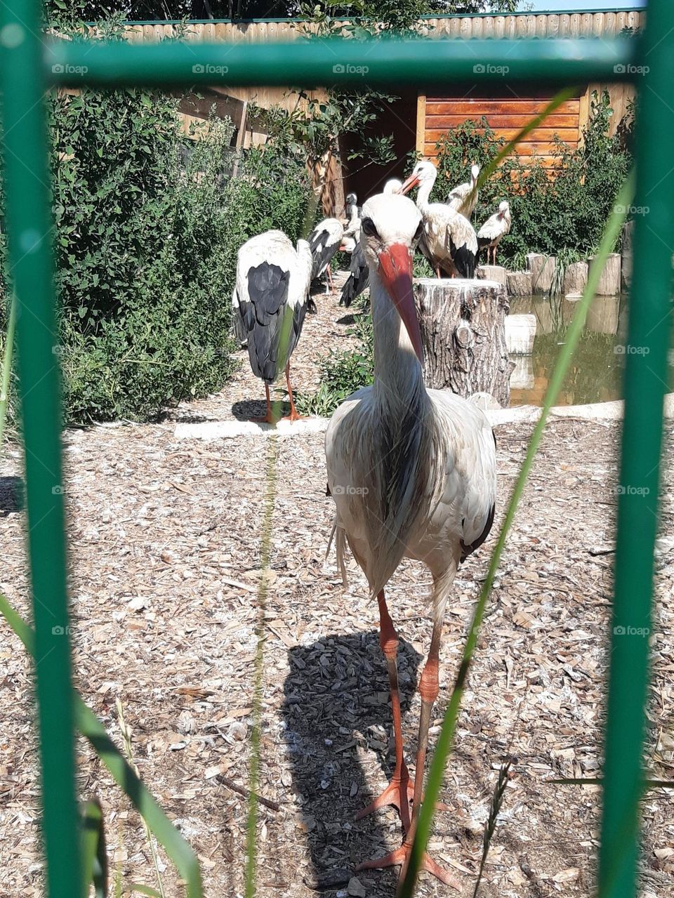 a stork standing next to me