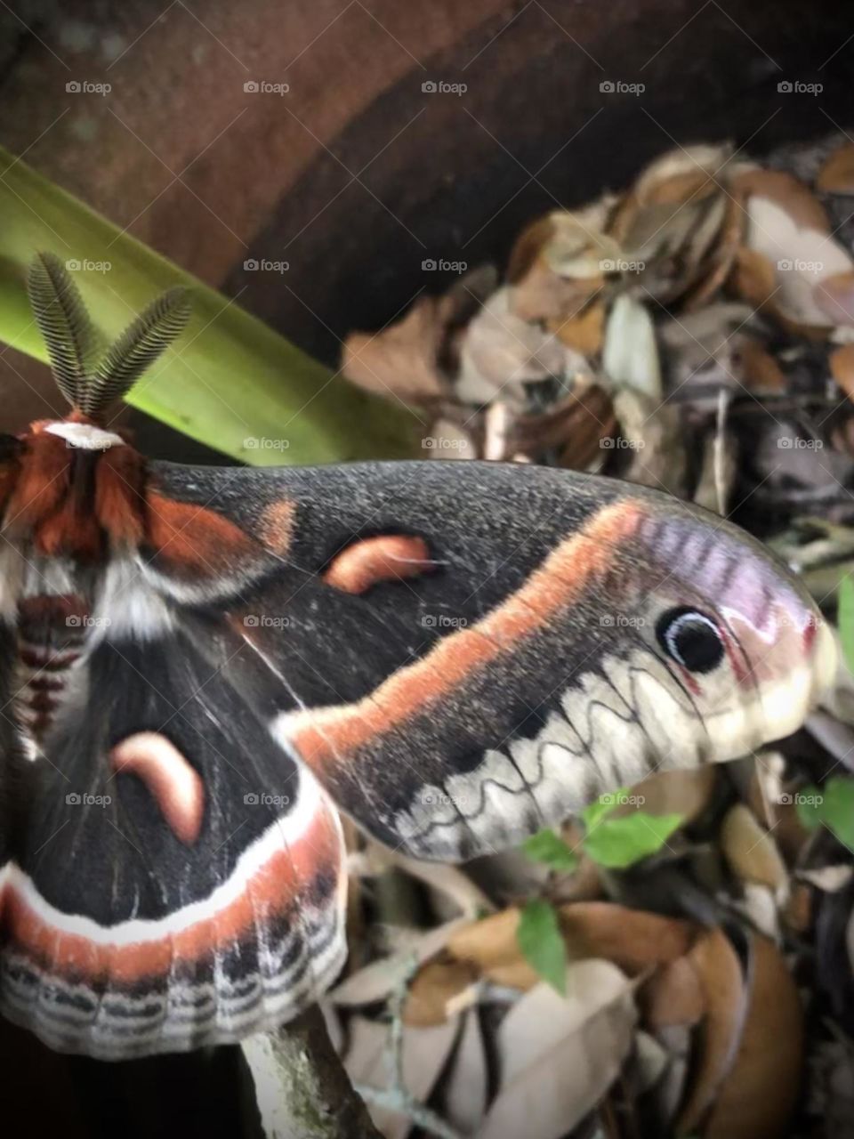 Last shot of the moth (out of 100!) for this mission. Wanted to show how beautiful his wing is - the end has a false eye to keep away predators and here in Texas, there’s many!