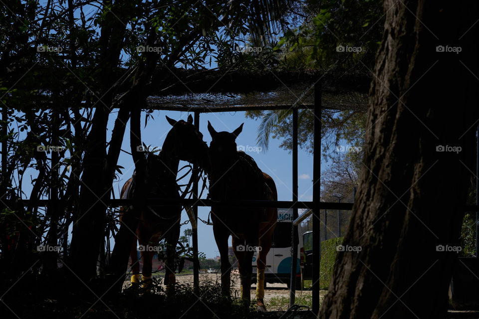 Horses in love backlight 