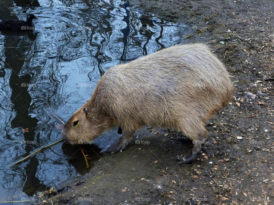Capybara 