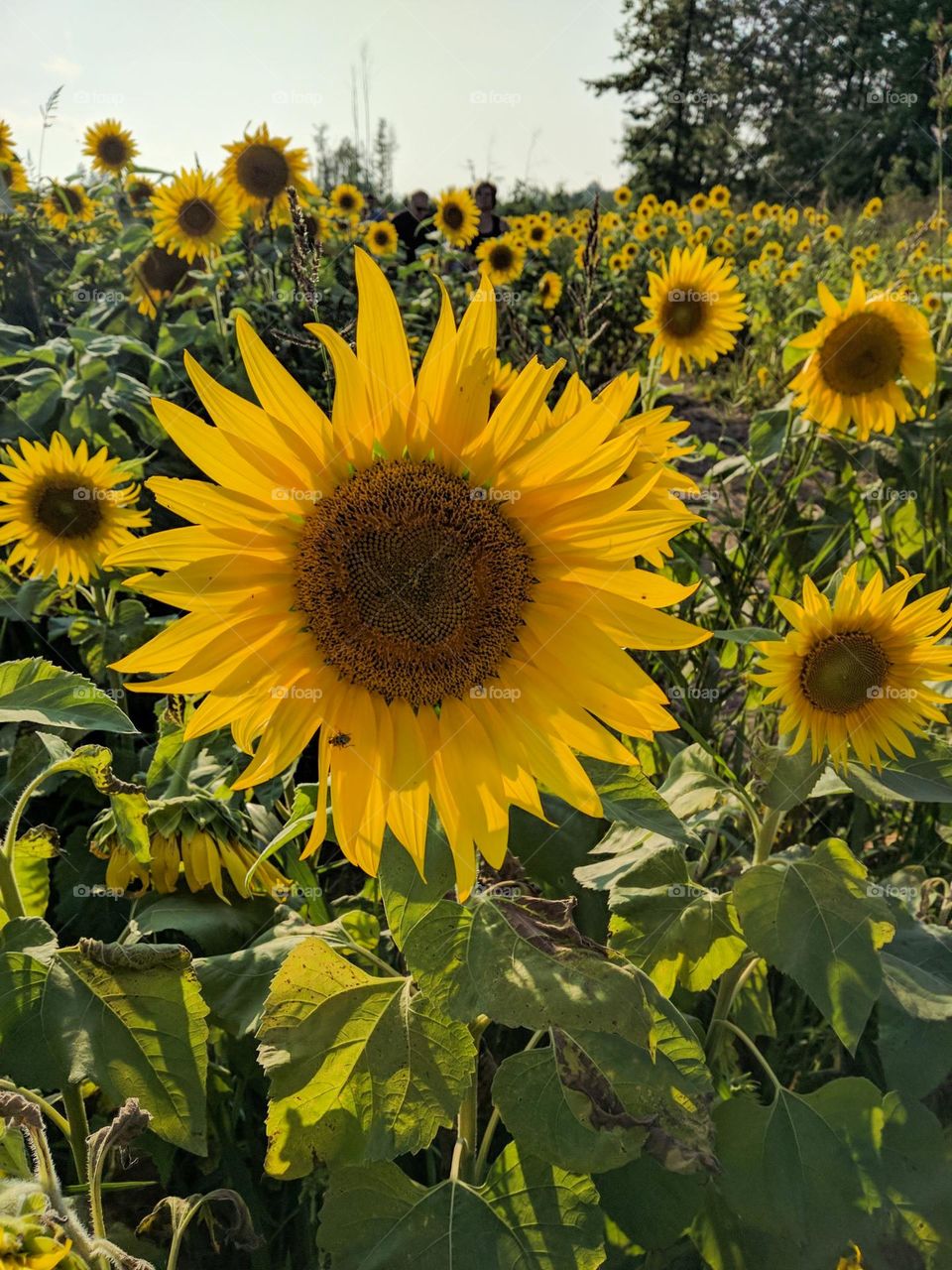 Walking through a field of sunflowers 🌻