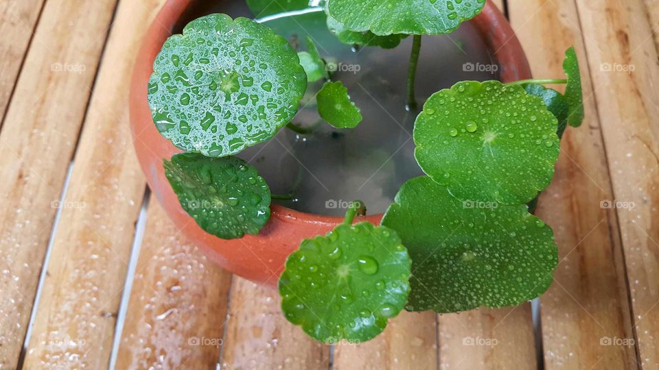 water clover