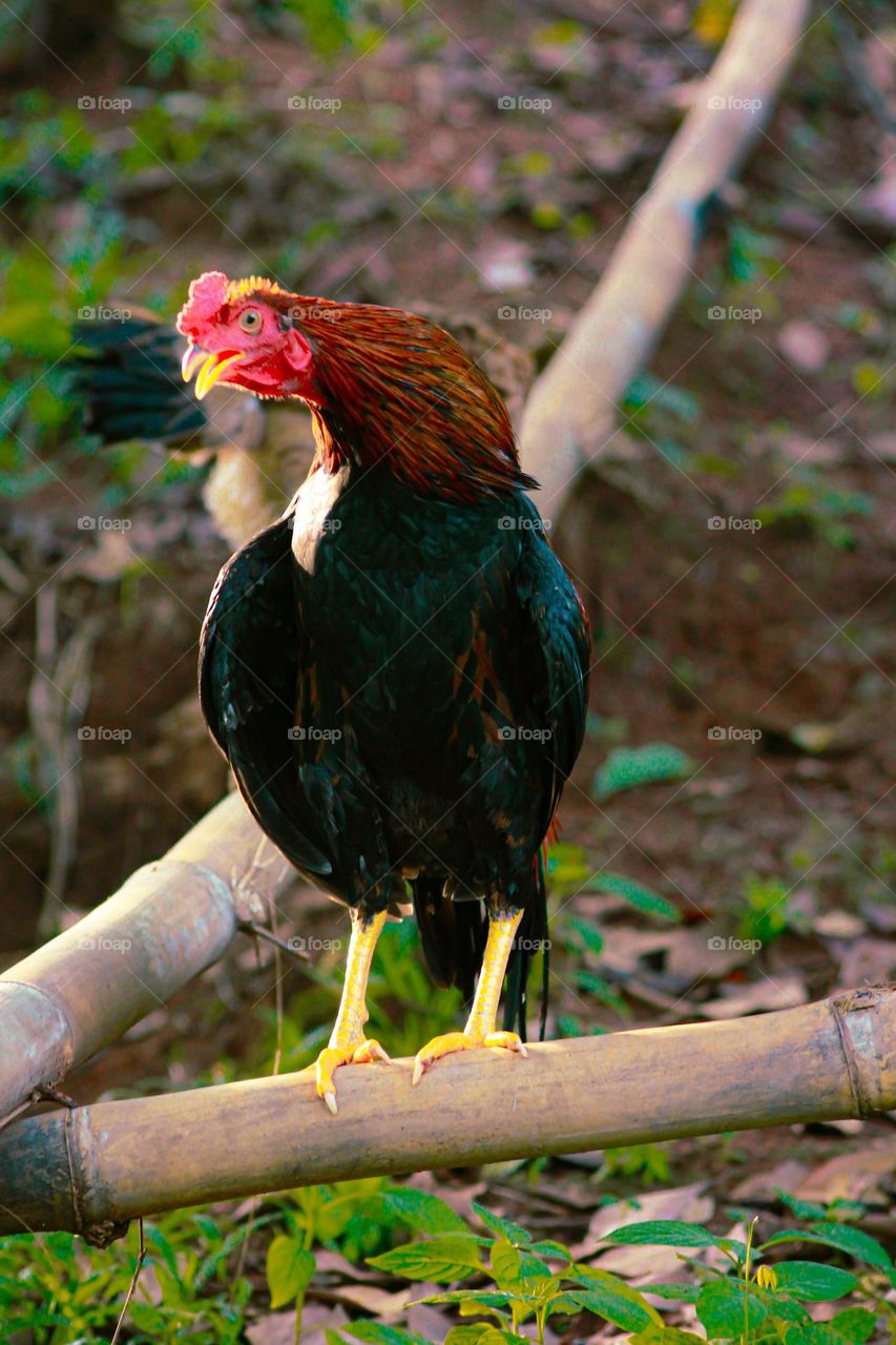 Front view of a rooster crowing