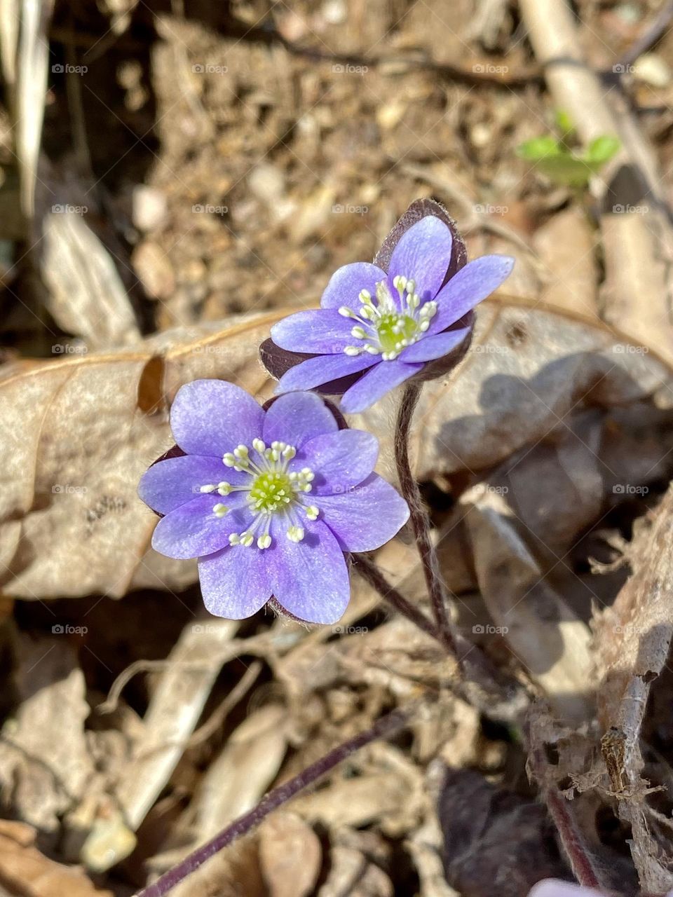 Two bright purple hepatica flowers