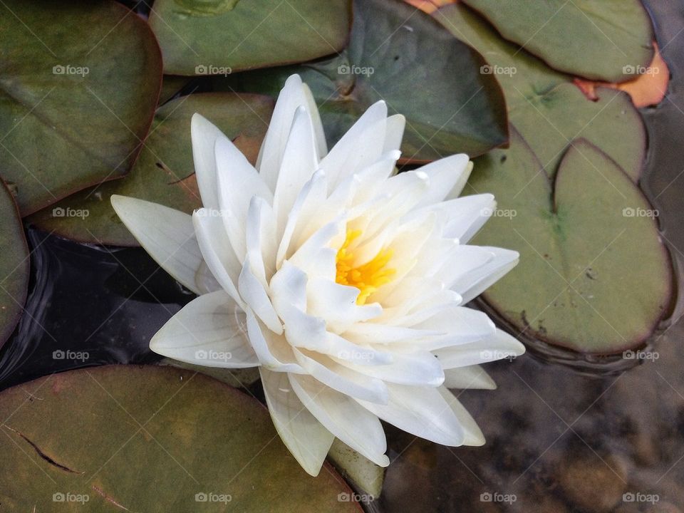 White water lilly