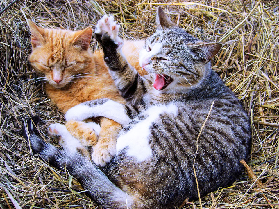 Close-up of cats sitting on grass