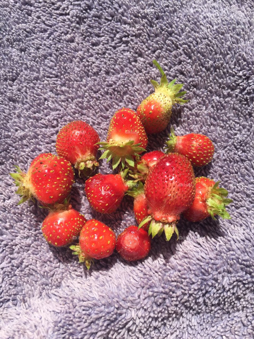 Strawberry harvest 