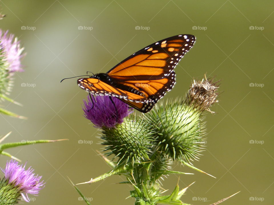 Butterfly on wild thistle 