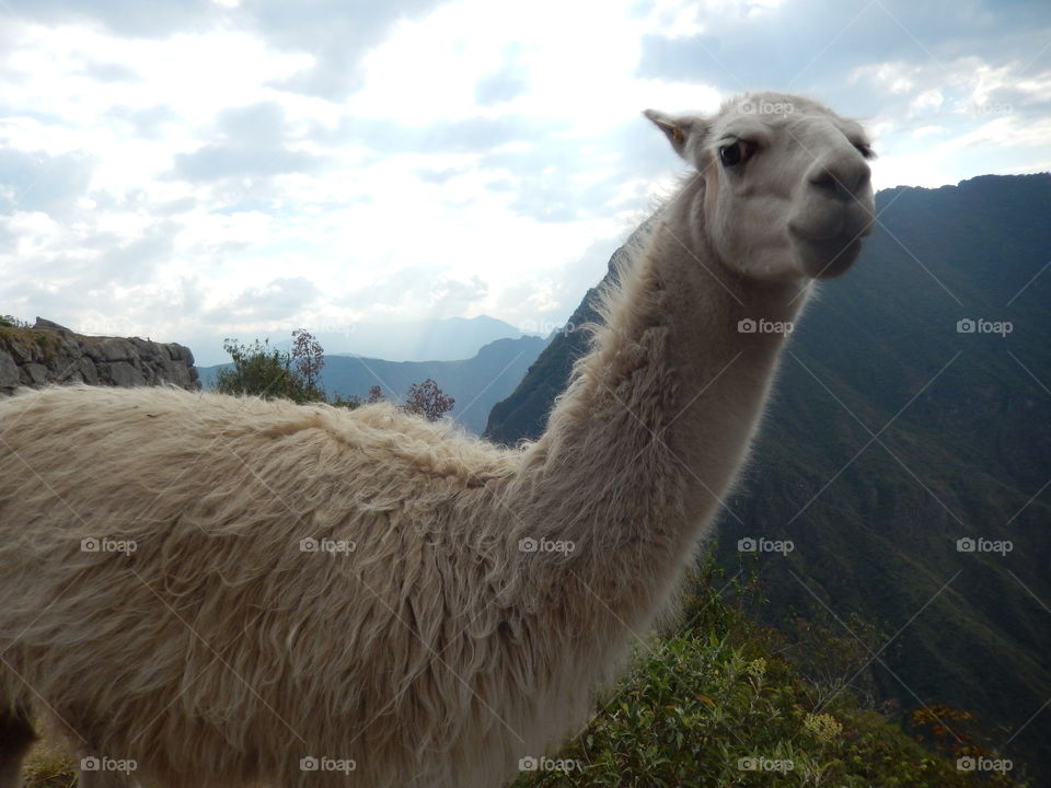 lhama in Machu Picchu