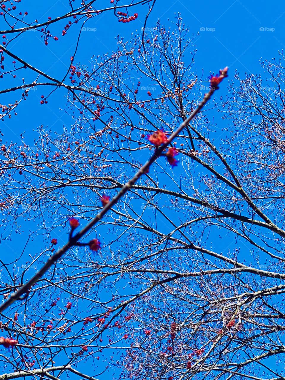 blooming leaves in the spring on a sunny day