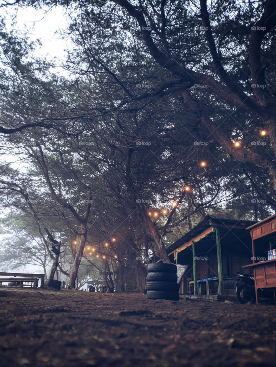 view of trees on the beach