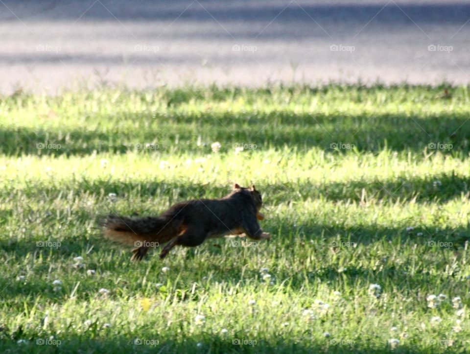 Running Squirrel