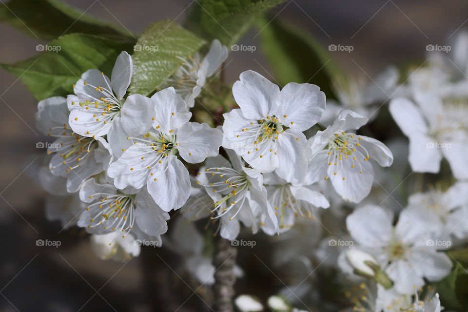 cherry blossom